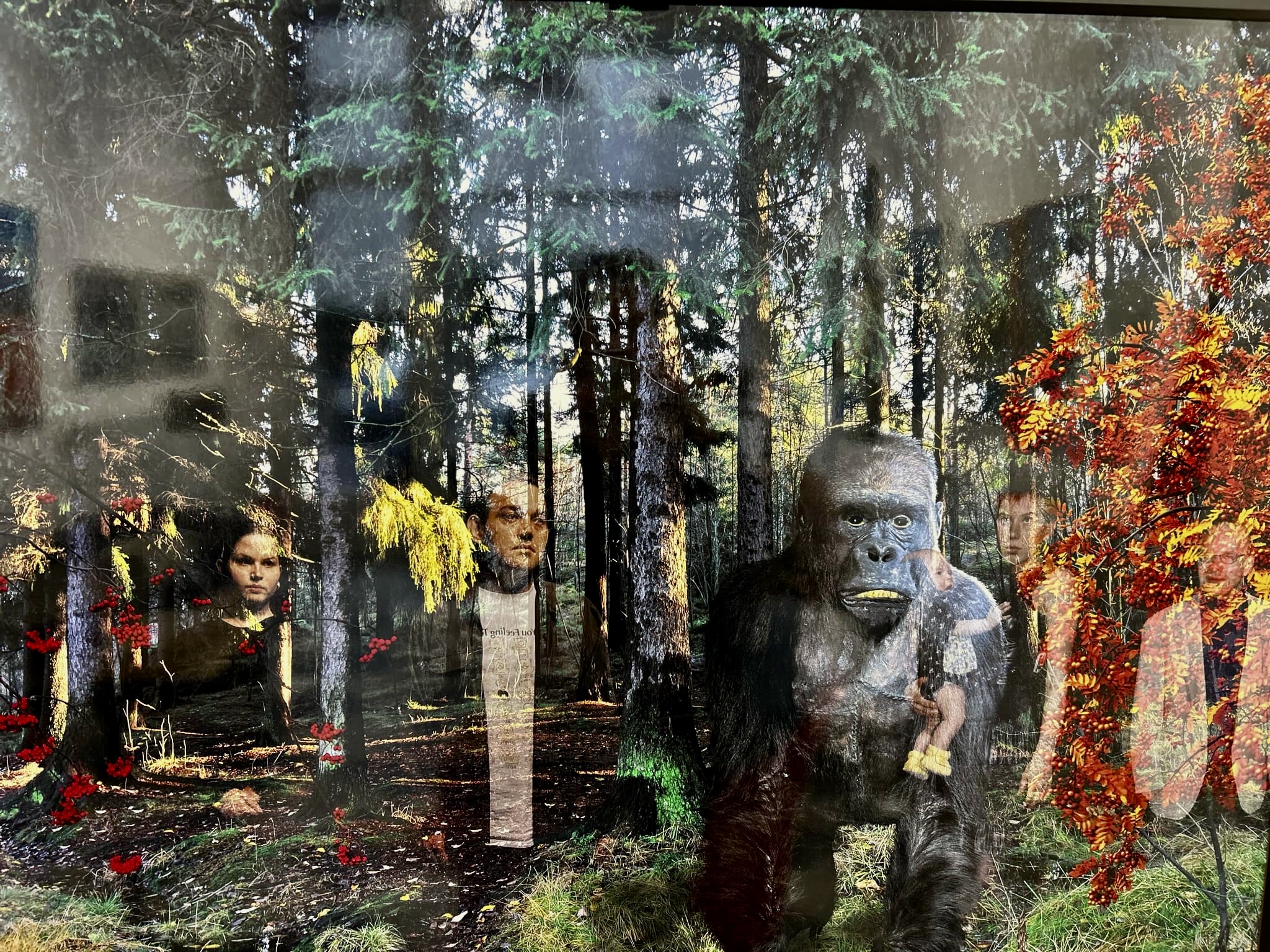 Gorilla