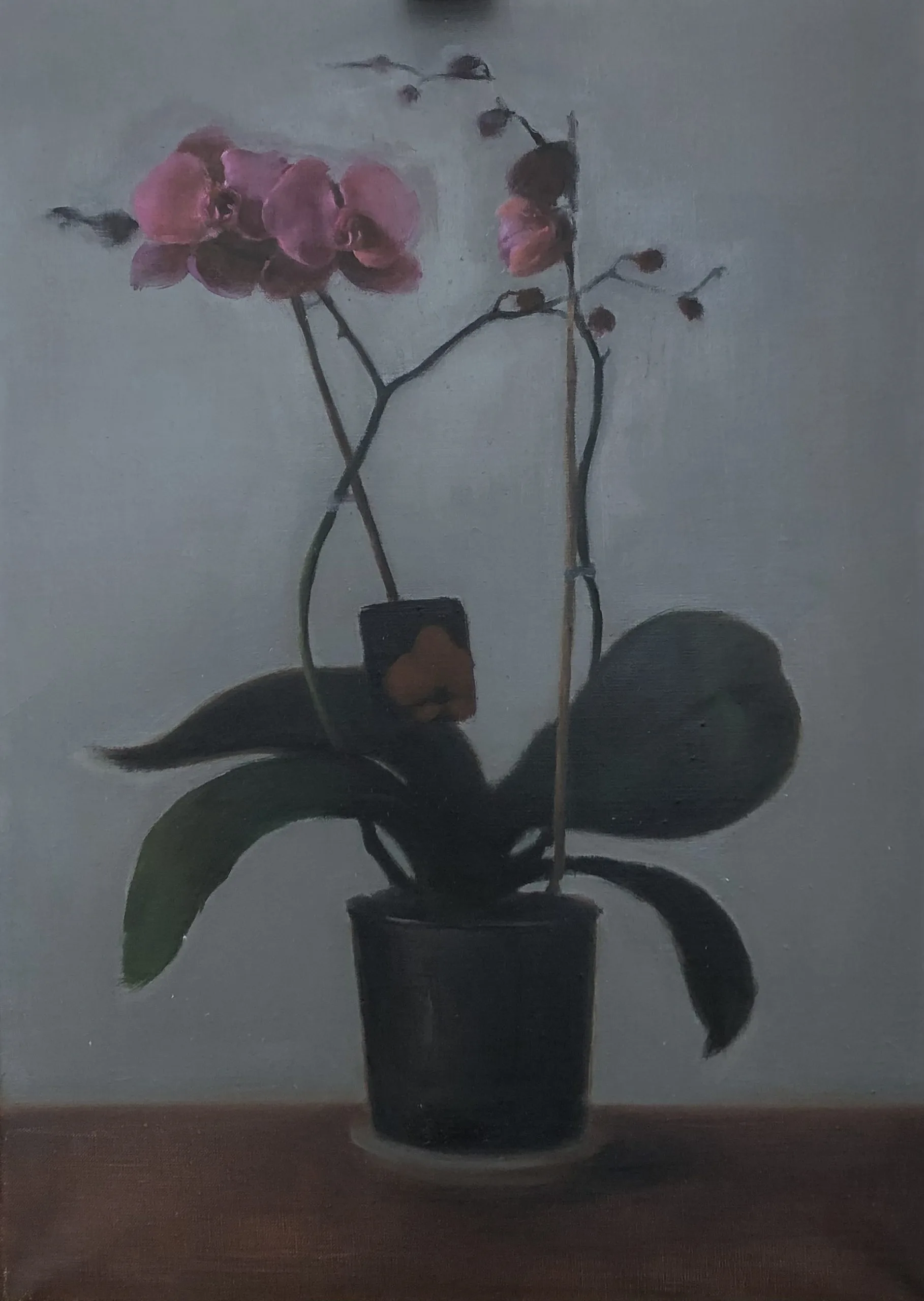 Orchid