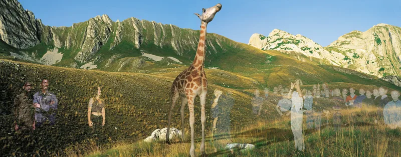 Window-Giraffe